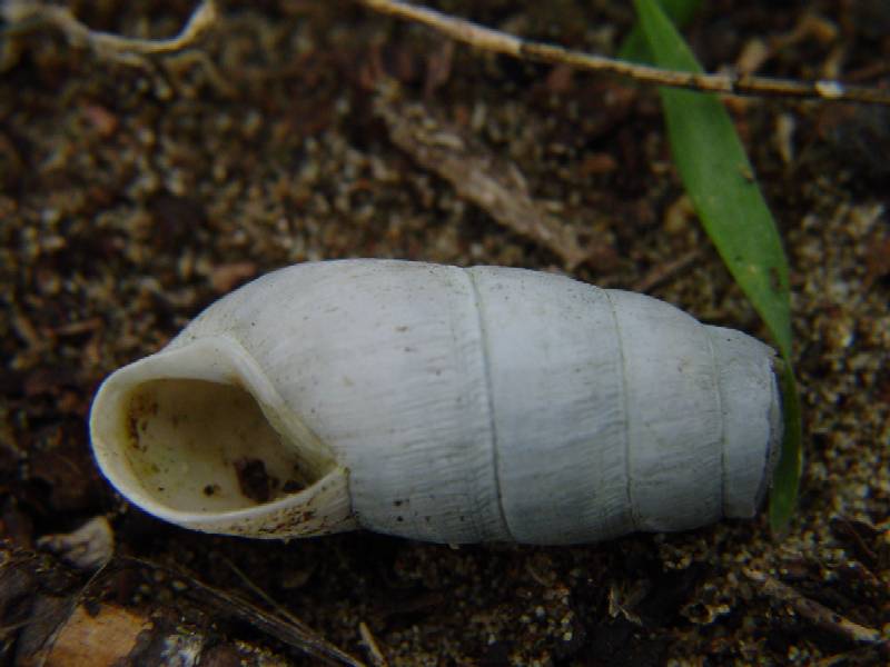 Rumina decollata e Pomatias elegans